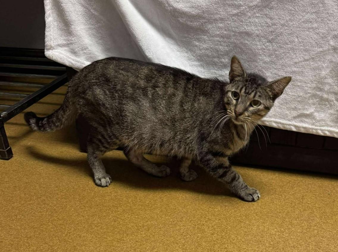 Enlarge Little Bit, a Adoptable mixed breed in Maryville, MO image 6/6