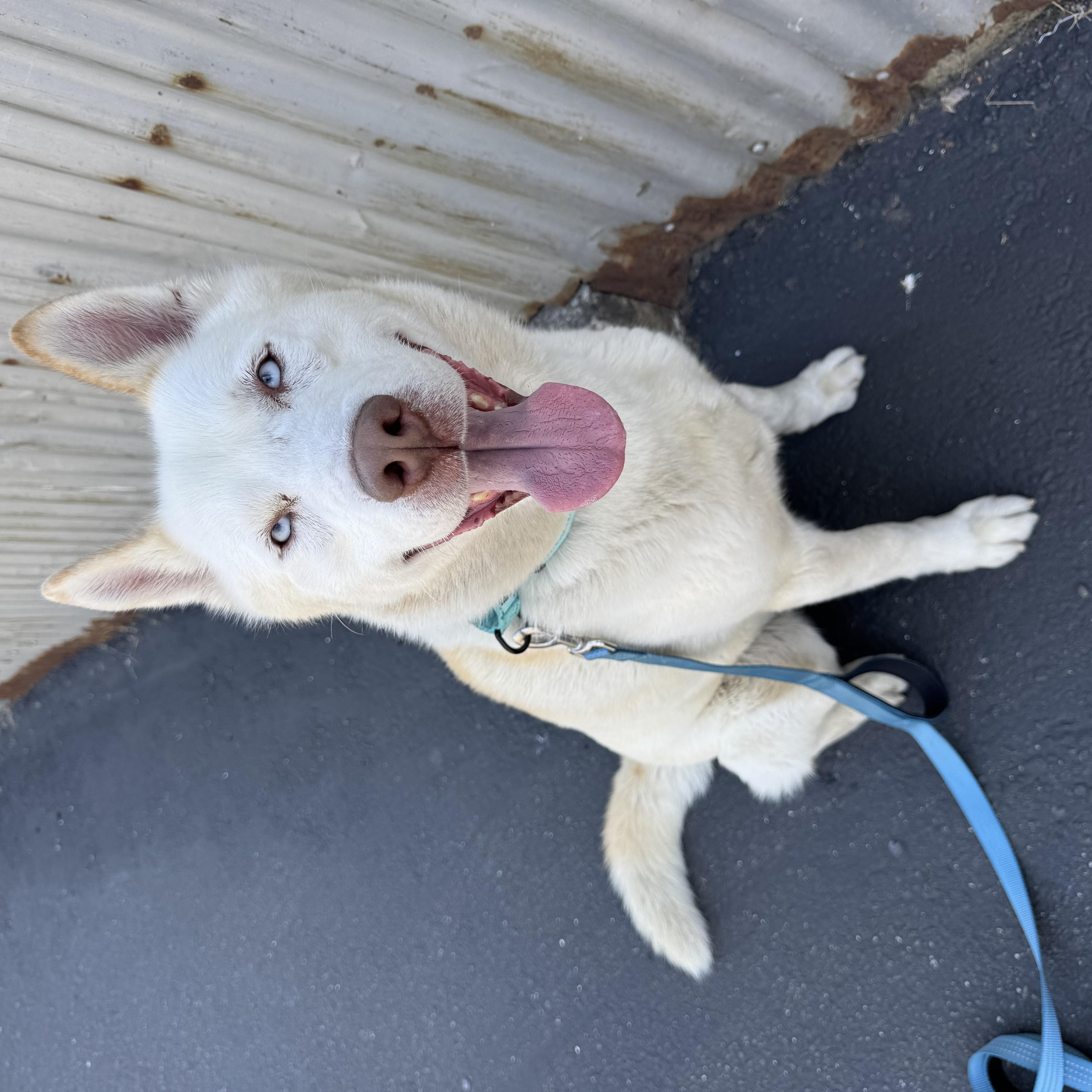 Rudolph, a Adoptable Husky in Kensington, CA image 2/3