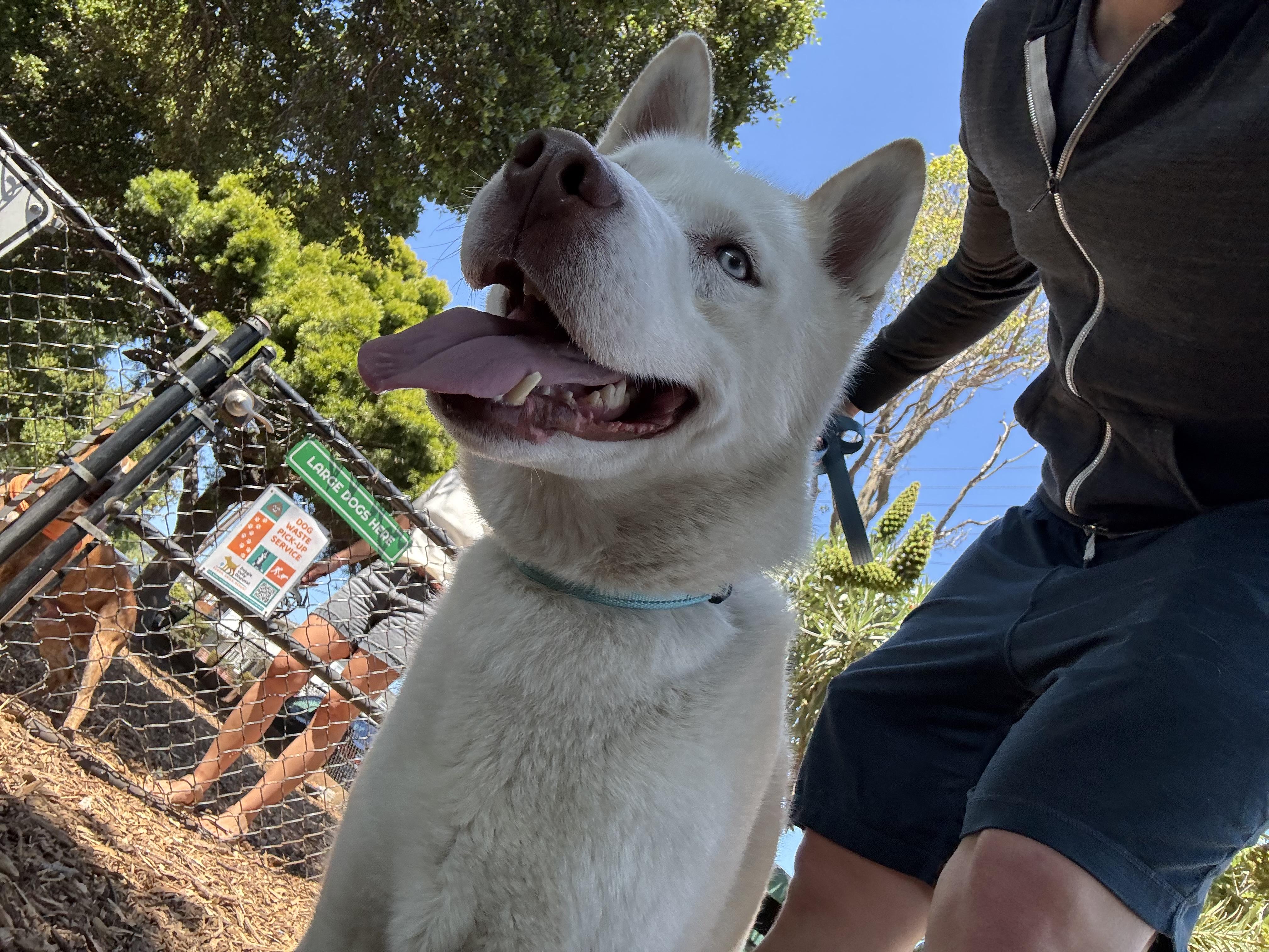 Rudolph, a Adoptable Husky in Kensington, CA image 3/3