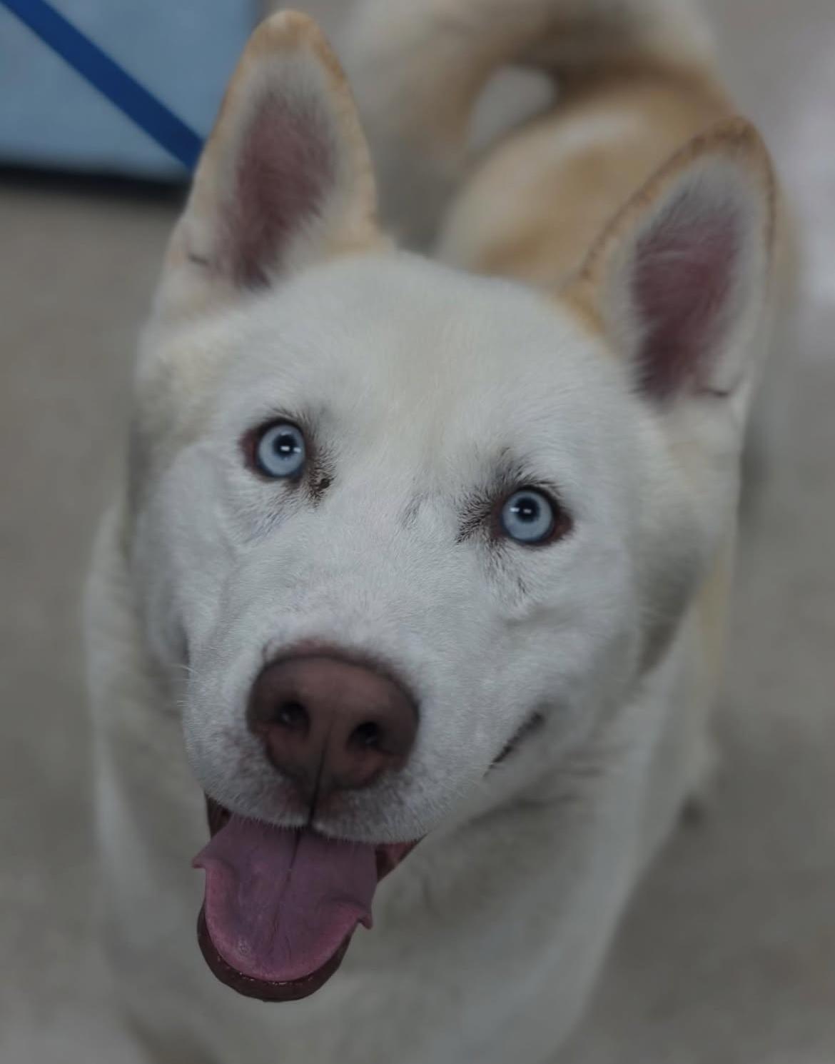 Rudolph, a Adoptable Husky in Kensington, CA image 1/3