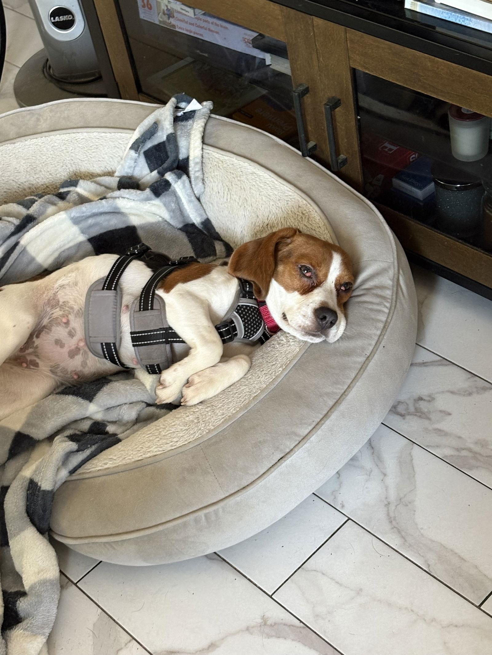 Enlarge Addy, a Adopted Beagle in Tampa, FL image 1/2