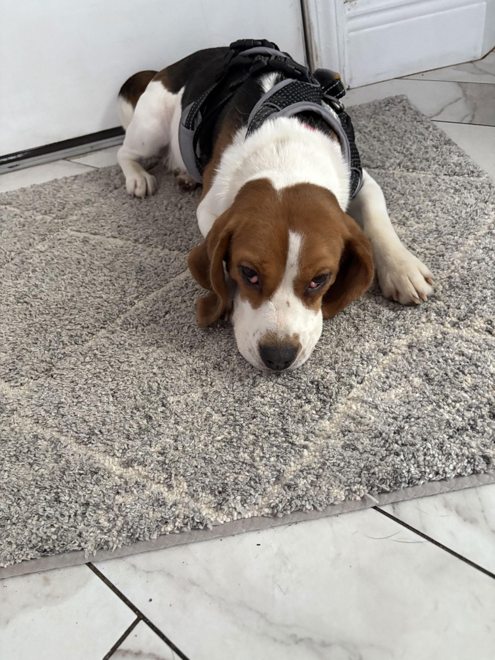 Enlarge Addy, a Adopted Beagle in Tampa, FL image 2/2