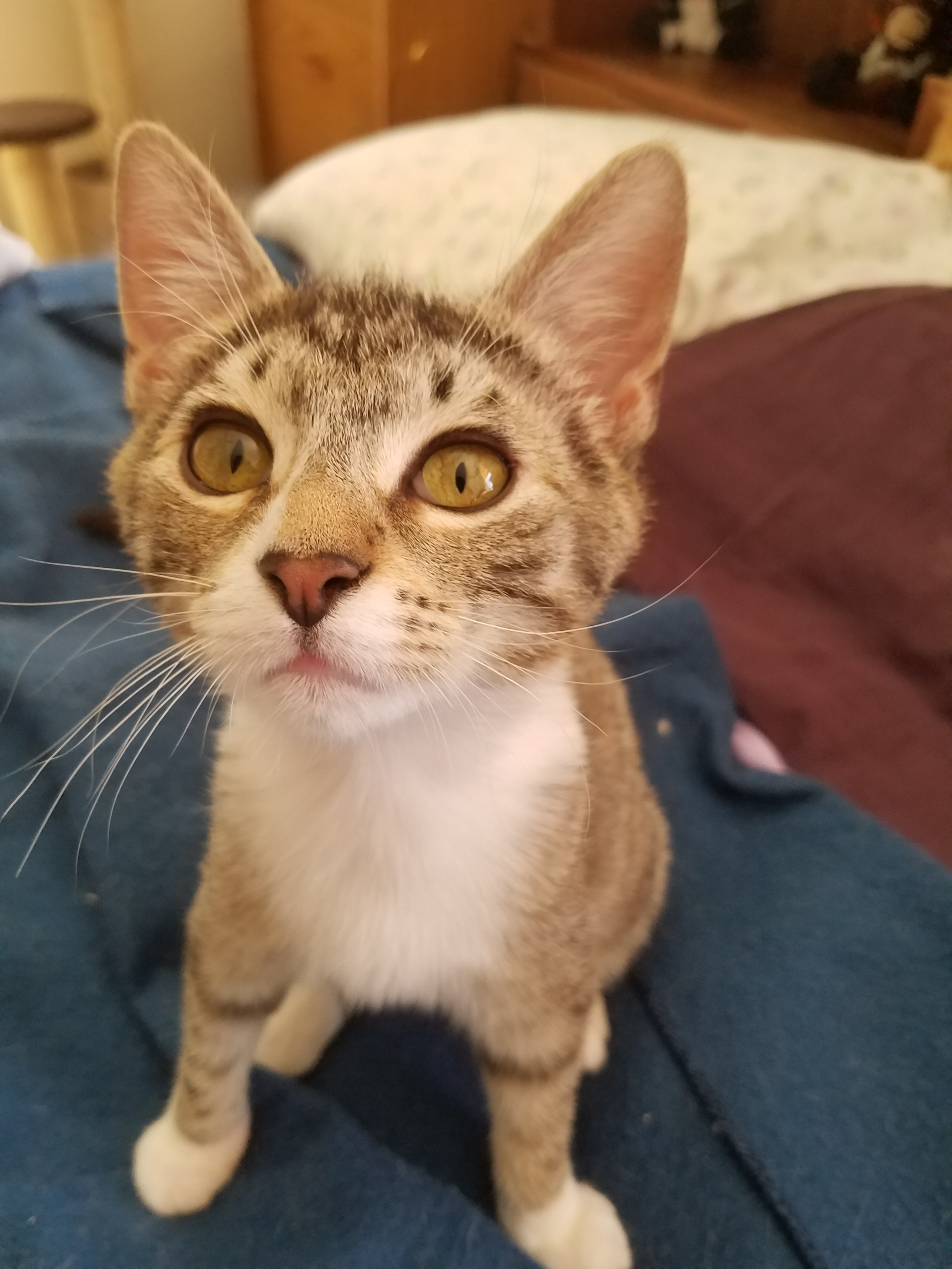 Enlarge Prince, a Adoptable mixed breed in Dacula, GA image 1/6