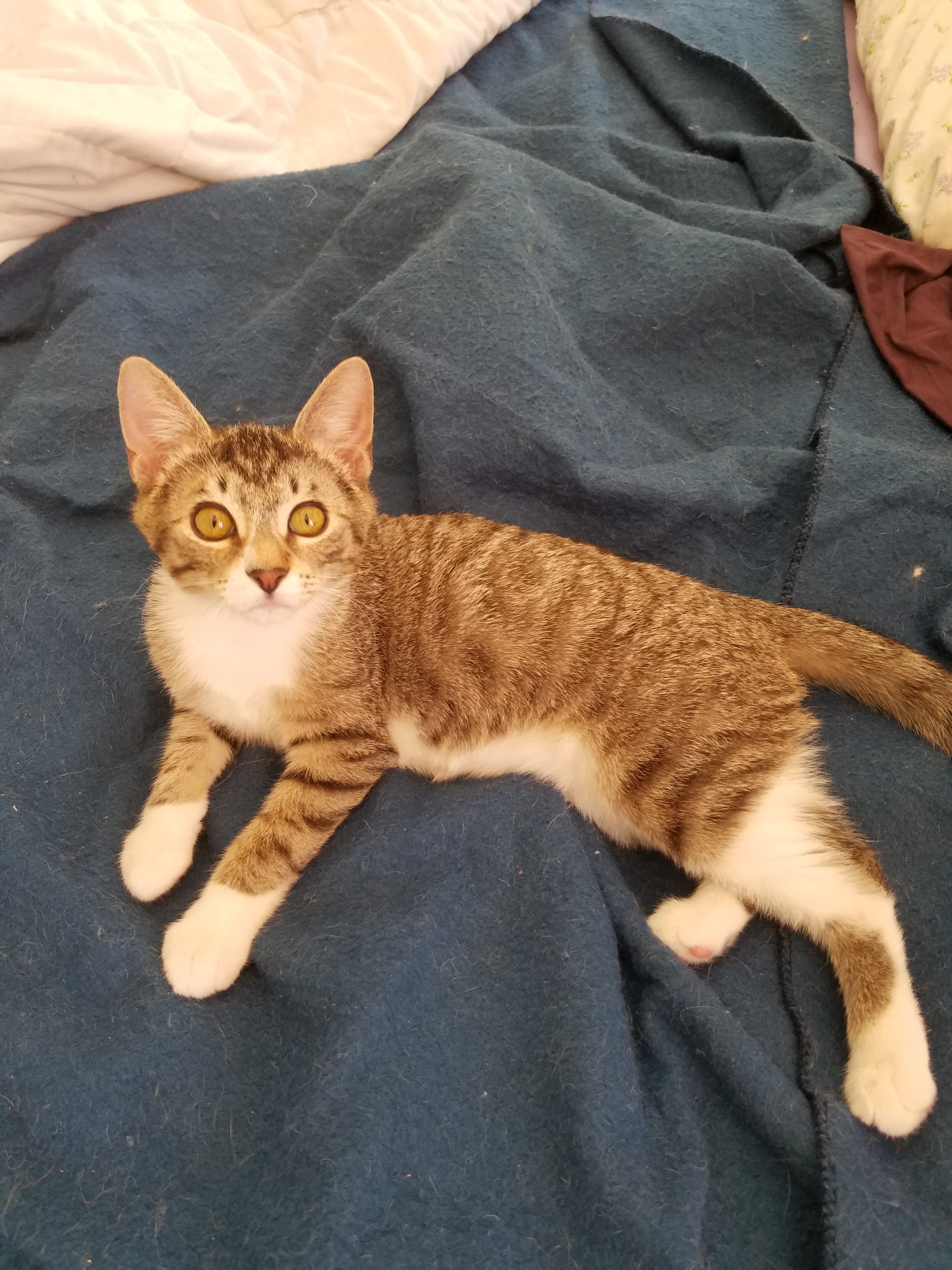 Enlarge Prince, a Adoptable mixed breed in Dacula, GA image 2/6