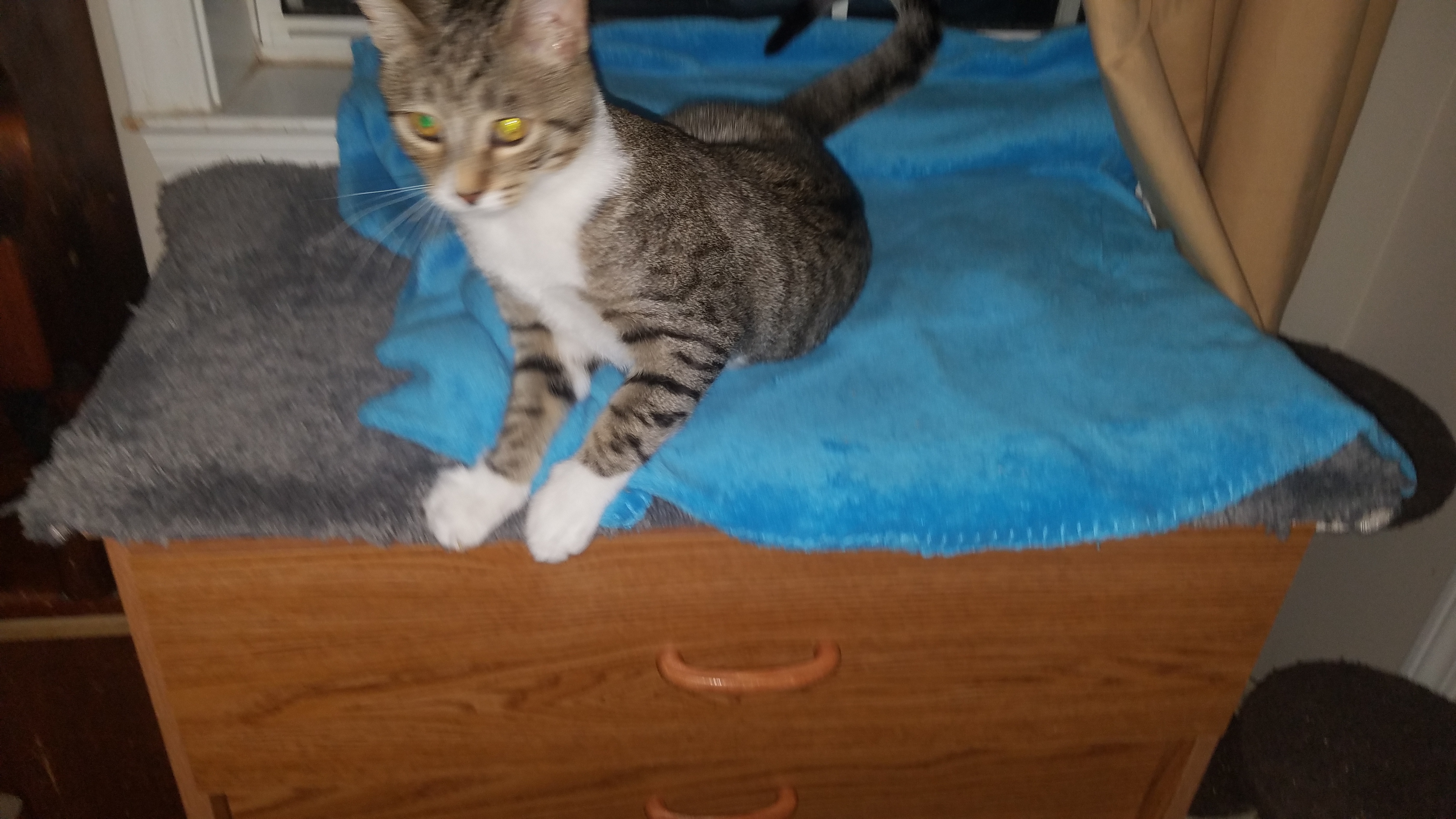 Enlarge Prince, a Adoptable mixed breed in Dacula, GA image 3/6