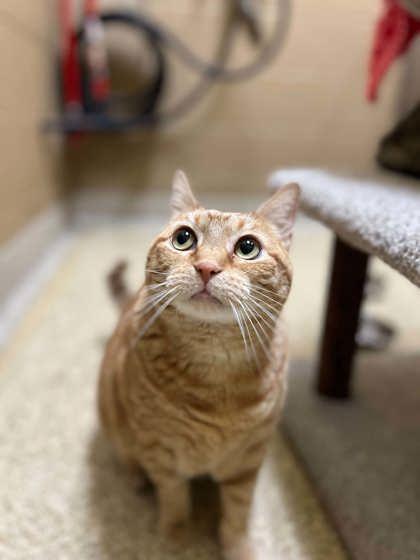 Ginger, Adoptable, Adult Female Domestic Short Hair & Domestic Short Hair.