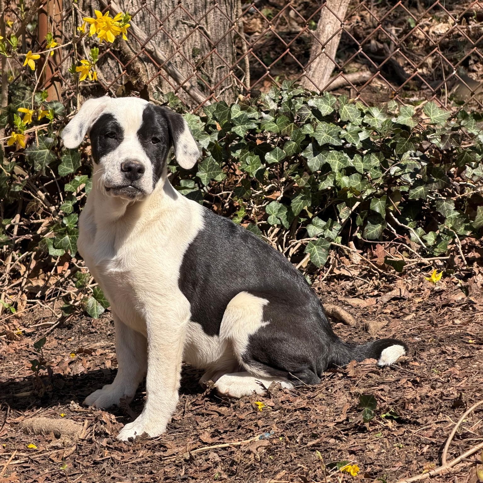 Enlarge Casey, a Adoptable mixed breed in Paramus, NJ image 1/6