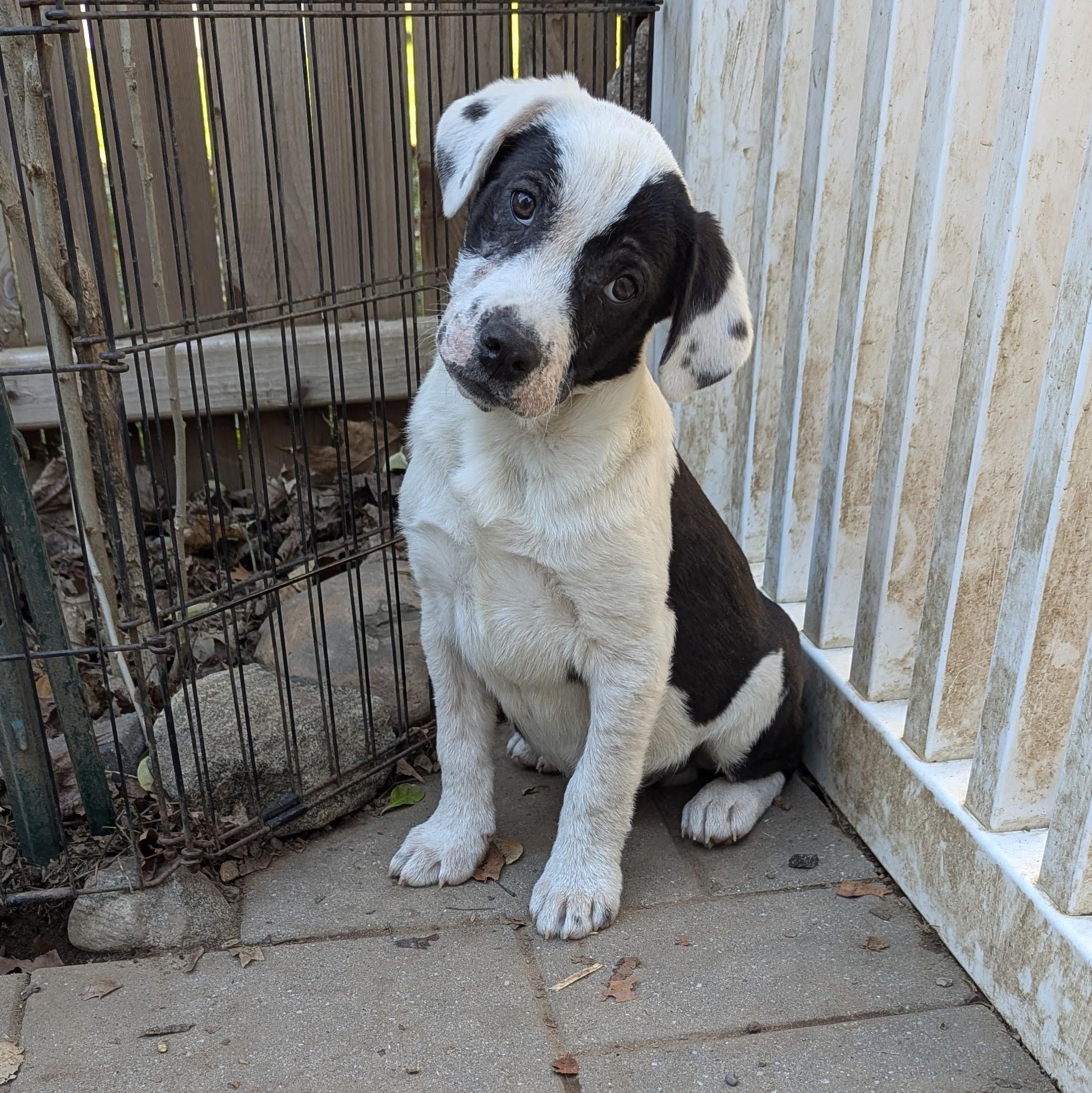 Enlarge Casey, a Adoptable mixed breed in Paramus, NJ image 2/6