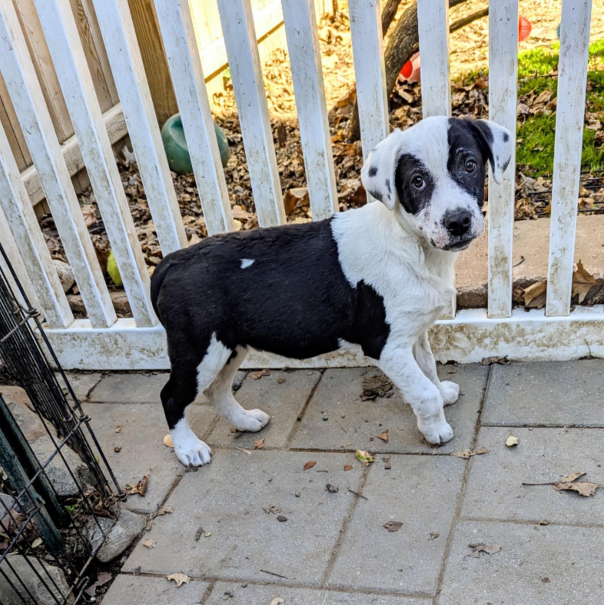 Enlarge Casey, a Adoptable mixed breed in Paramus, NJ image 5/6