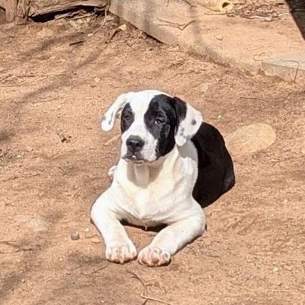 Enlarge Casey, a Adoptable mixed breed in Paramus, NJ image 3/6