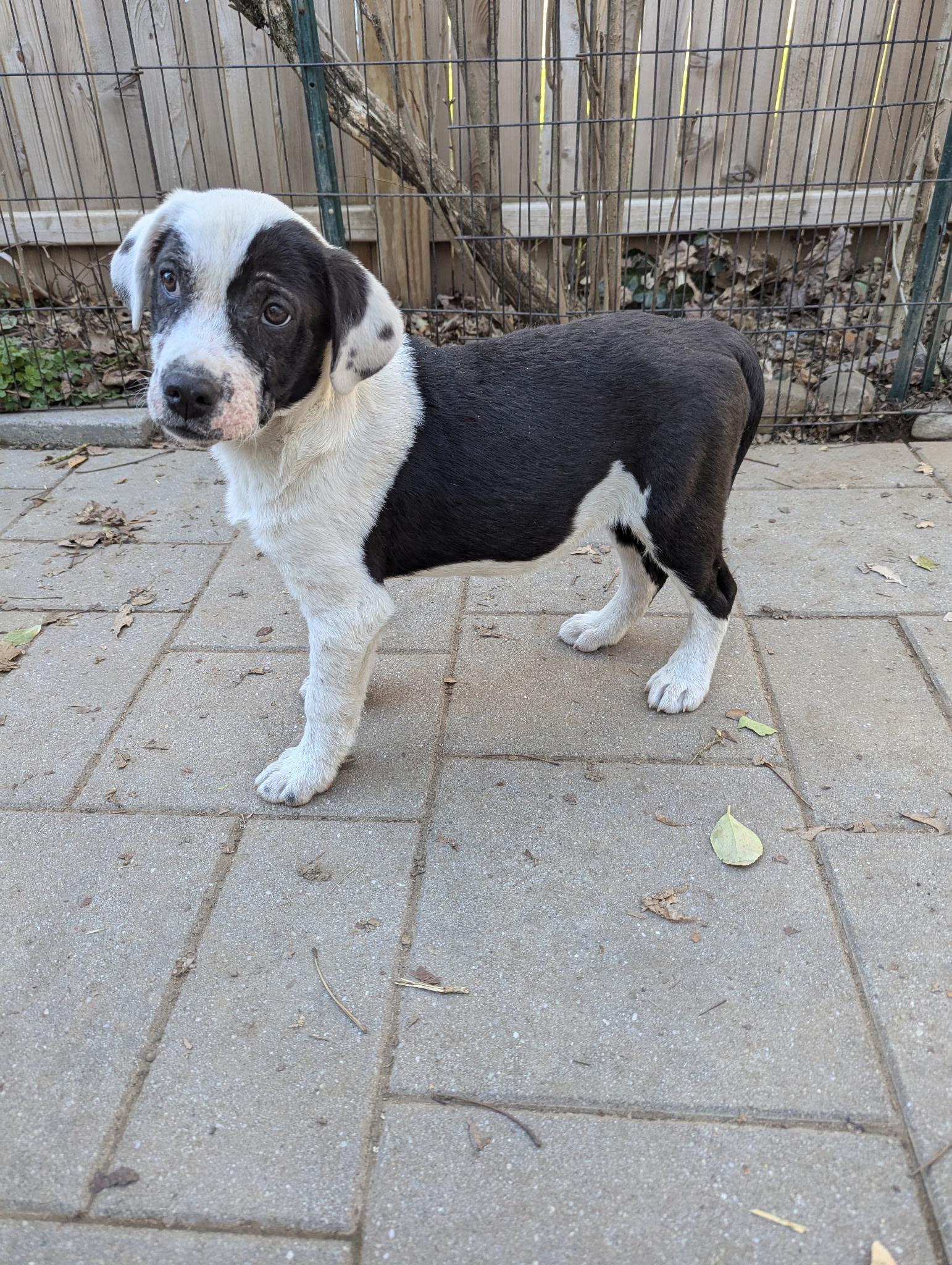 Enlarge Casey, a Adoptable mixed breed in Paramus, NJ image 4/6