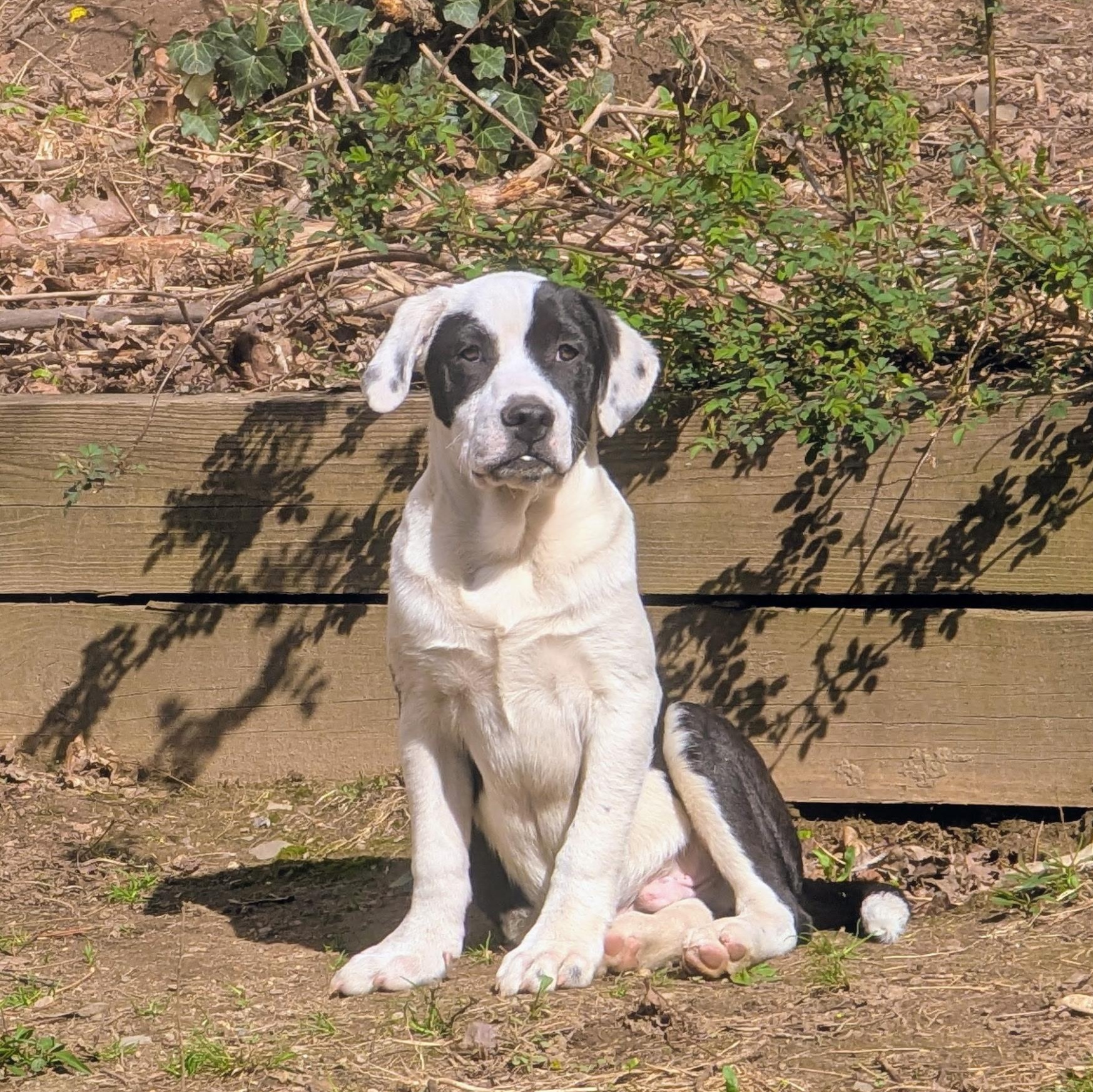 Enlarge Casey, a Adoptable mixed breed in Paramus, NJ image 2/6