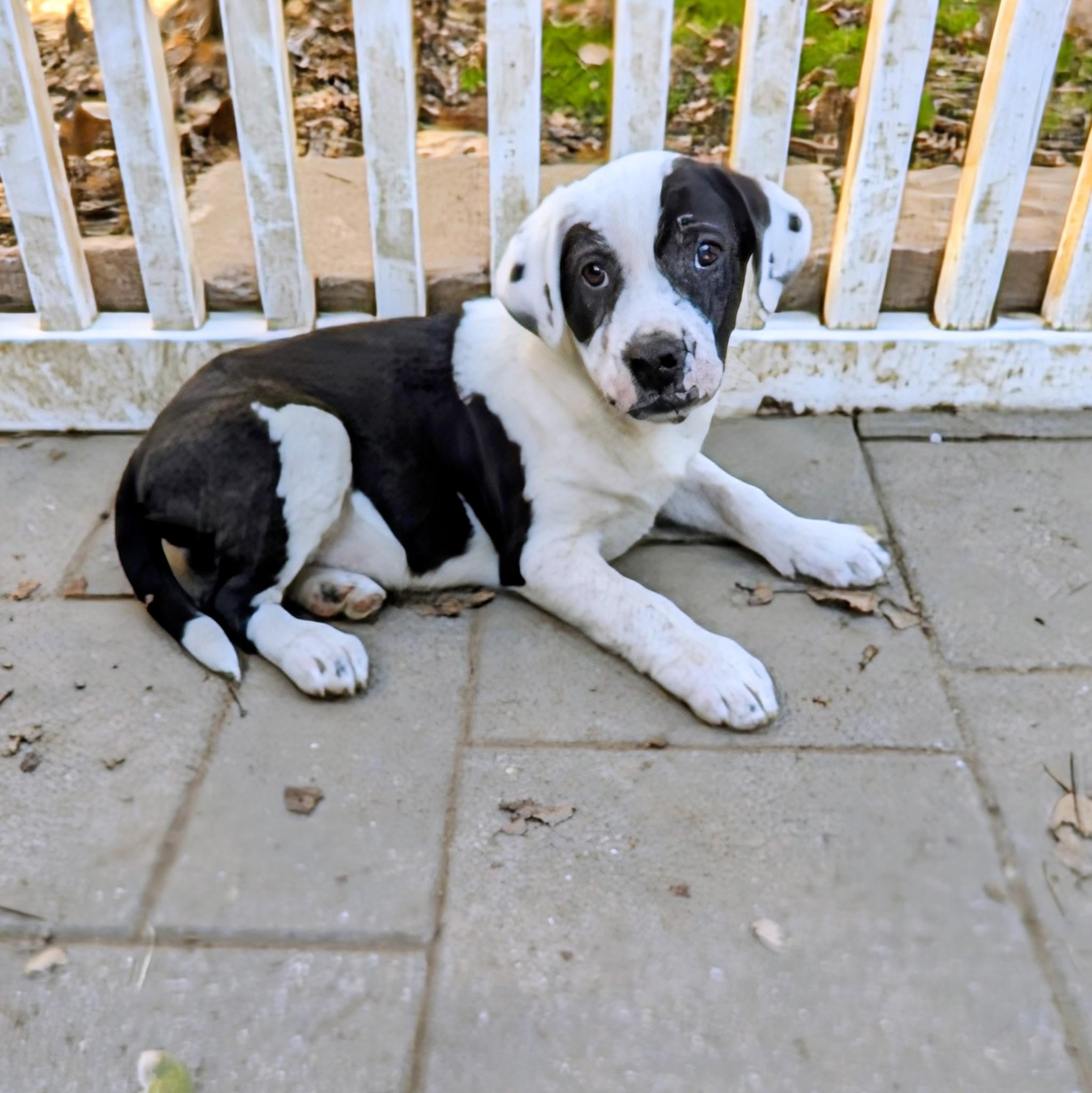 Casey, Adoptable, Puppy Male Boxer & Hound.