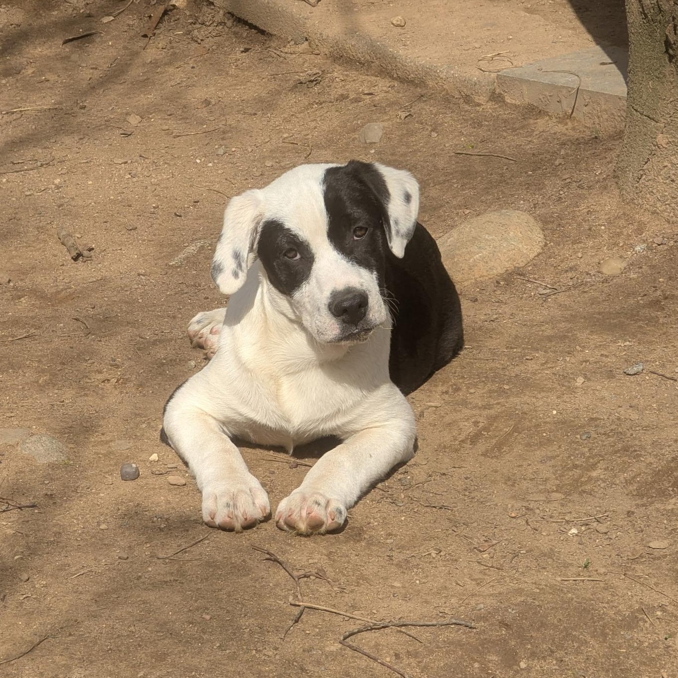 Enlarge Casey, a Adoptable mixed breed in Paramus, NJ image 4/6