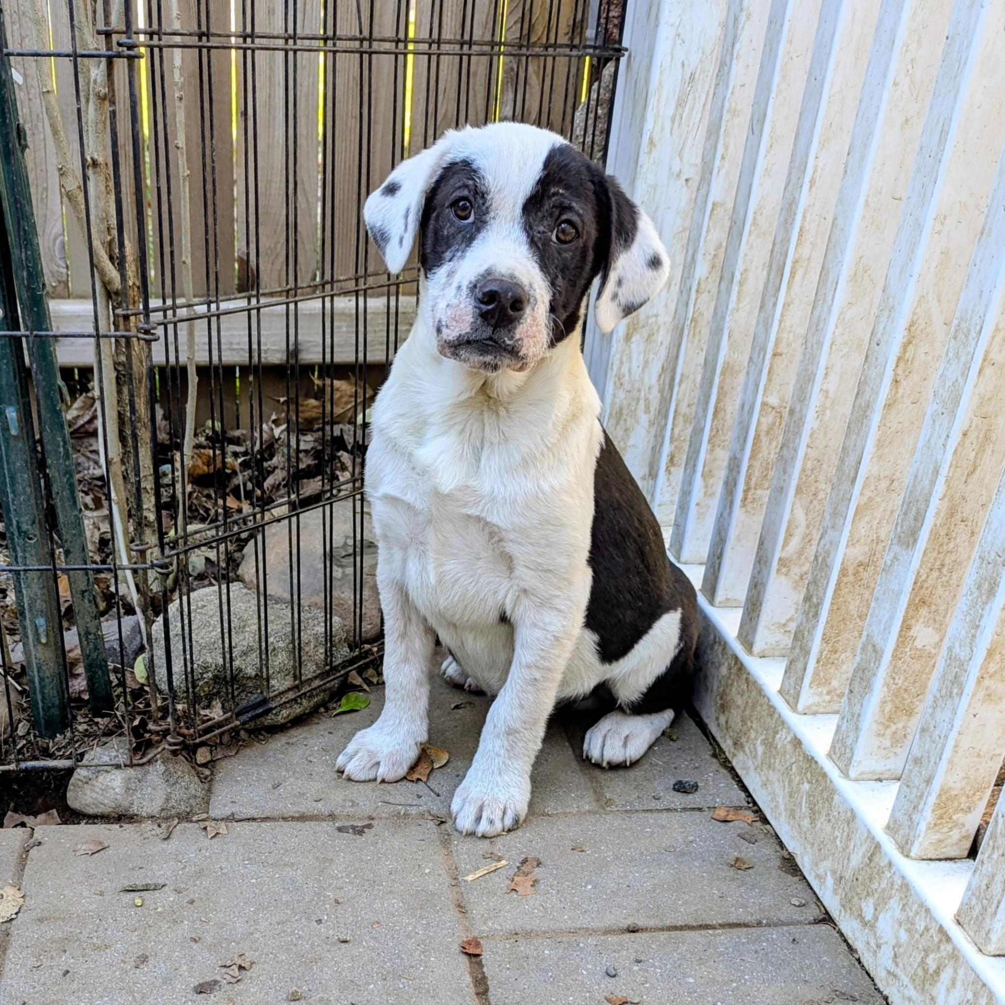 Enlarge Casey, a Adoptable mixed breed in Paramus, NJ image 3/6