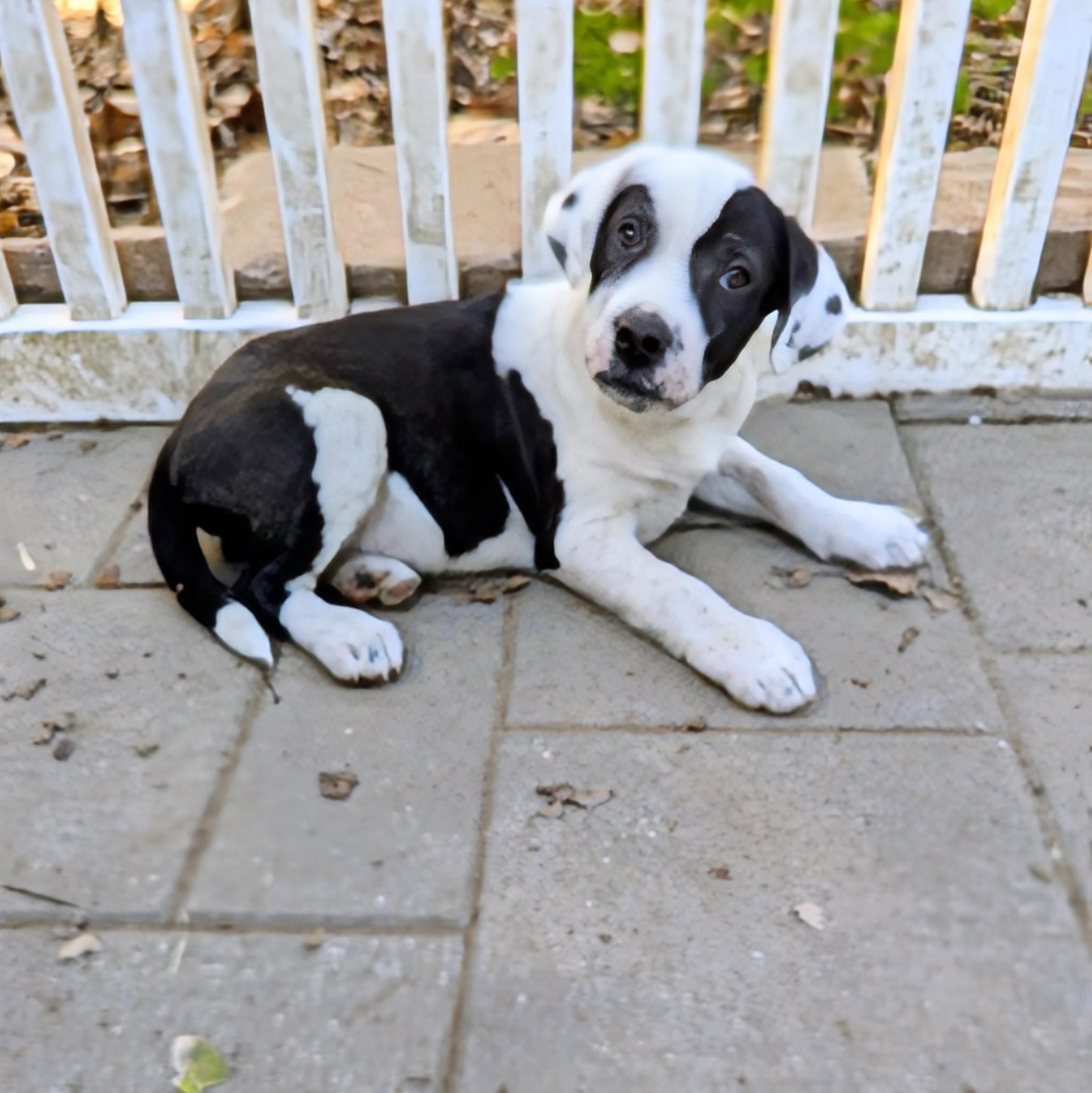 Enlarge Casey, a Adoptable mixed breed in Paramus, NJ image 6/6