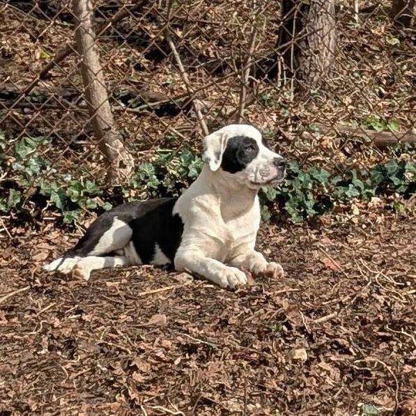 Enlarge Casey, a Adoptable mixed breed in Paramus, NJ image 5/6