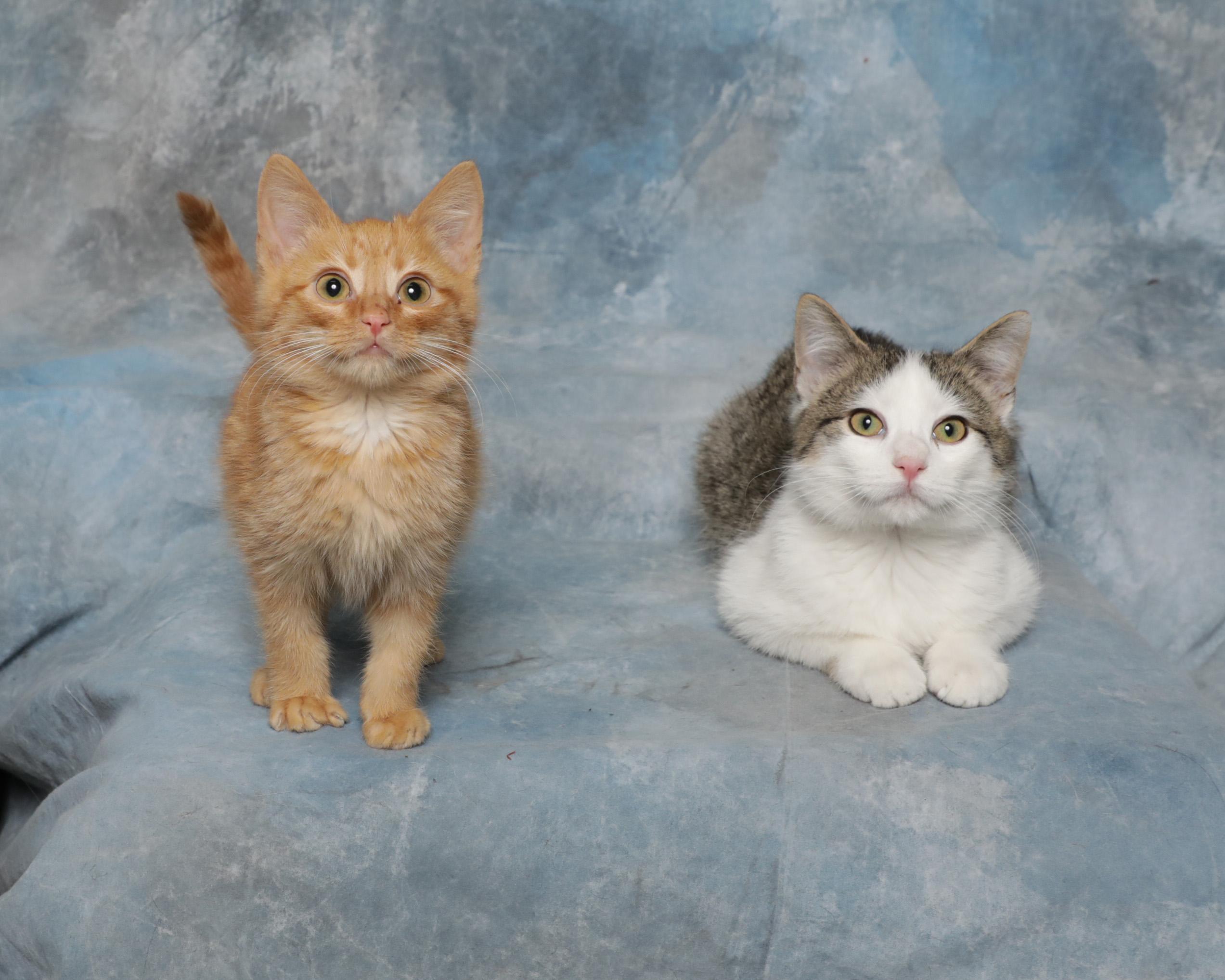 Gin, an adopted Domestic Short Hair in Rock Falls, IL image 3/3