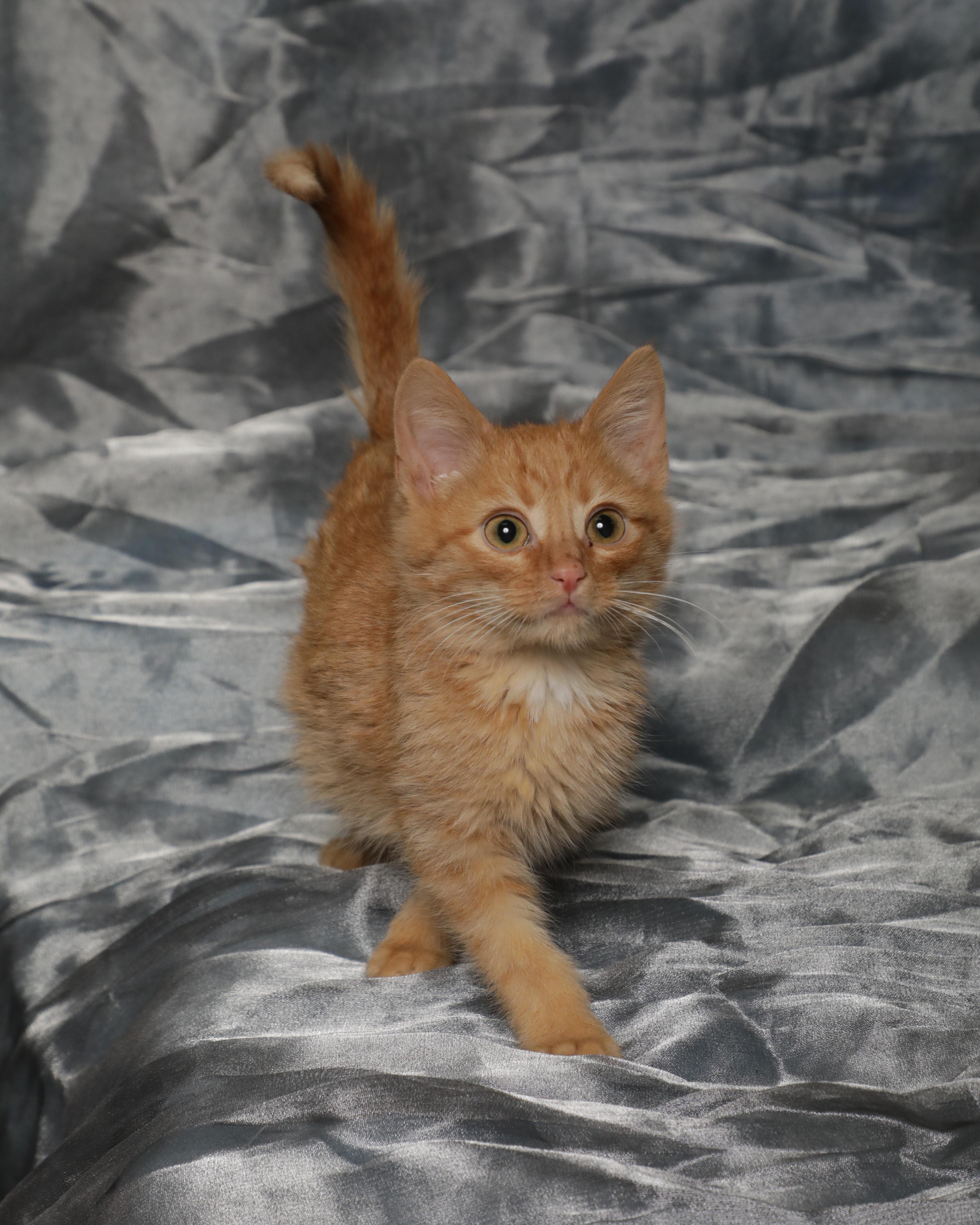 Gin, adopted, Kitten Male Domestic Short Hair.