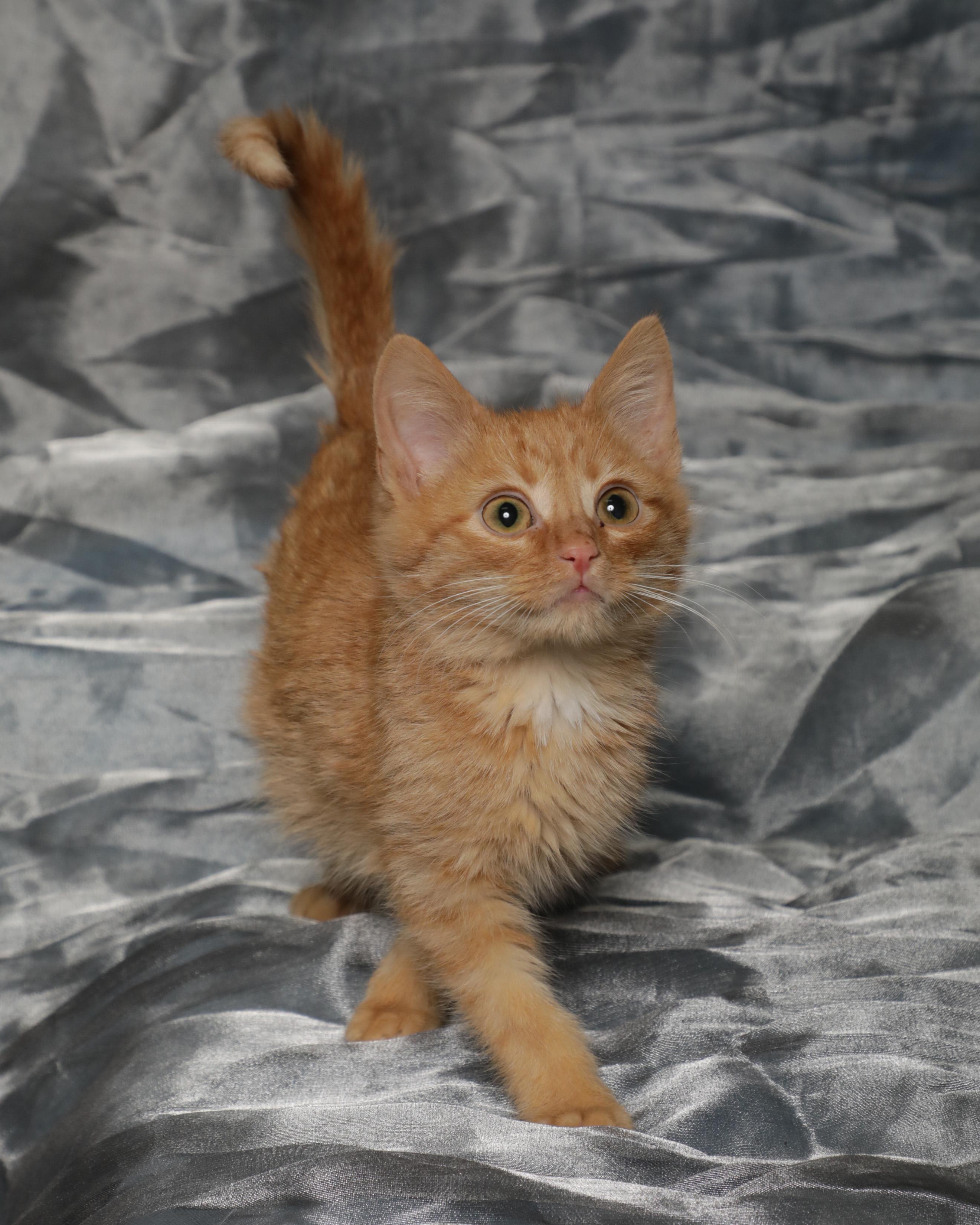 Gin, an adopted Domestic Short Hair in Rock Falls, IL image 2/3