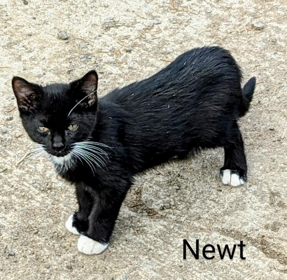 Newt