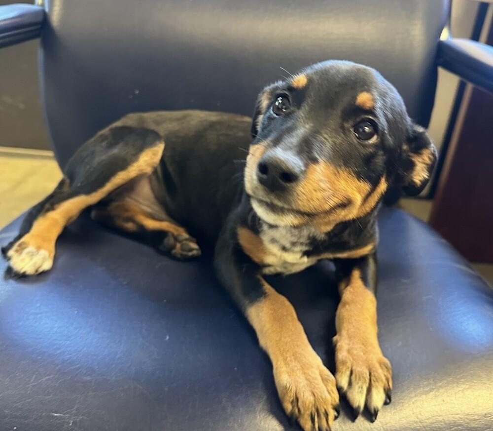 Pup Annabelle thumbnail 2