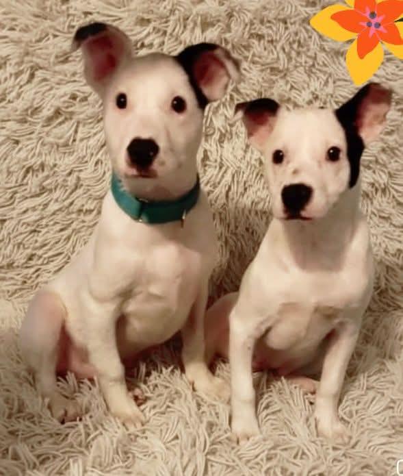 Gretel — thumbnail 2