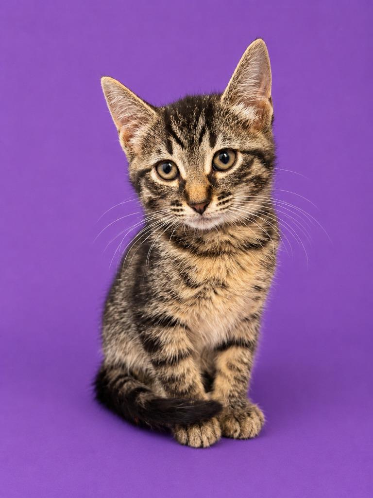 Enlarge Gum Drop, a Adoptable mixed breed in Detroit, MI image 1/1