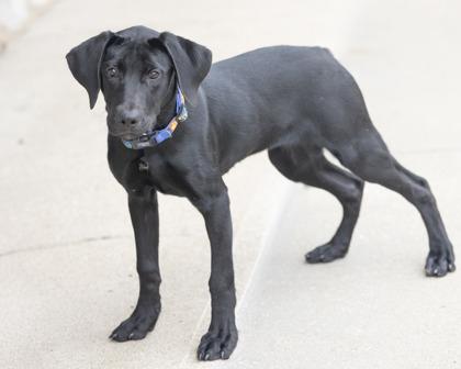 Violet, adoptable, Puppy Female Mixed Breed.
