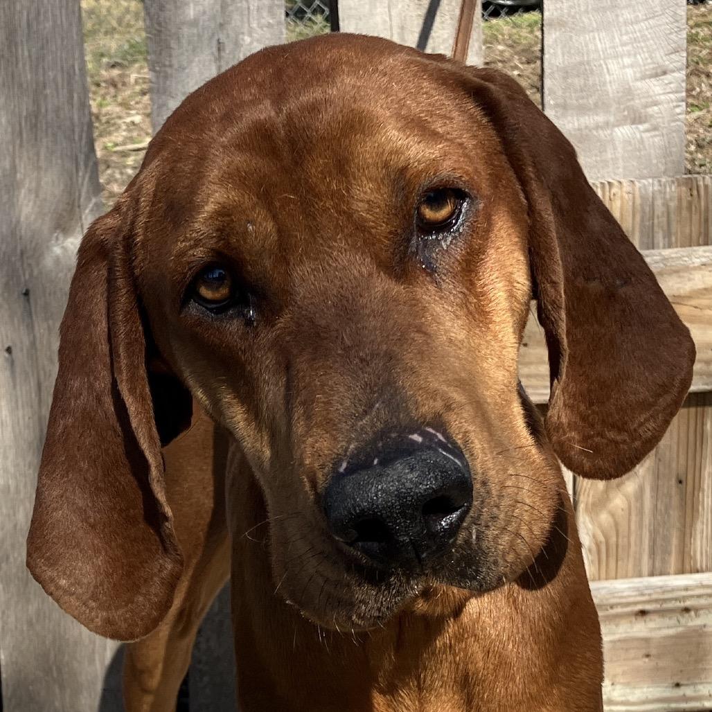 Remington, Adoptable, Adult Male Redbone Coonhound.