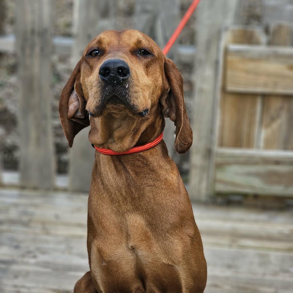 Enlarge Remington, a Adoptable Redbone Coonhound in Pulaski, TN image 2/3