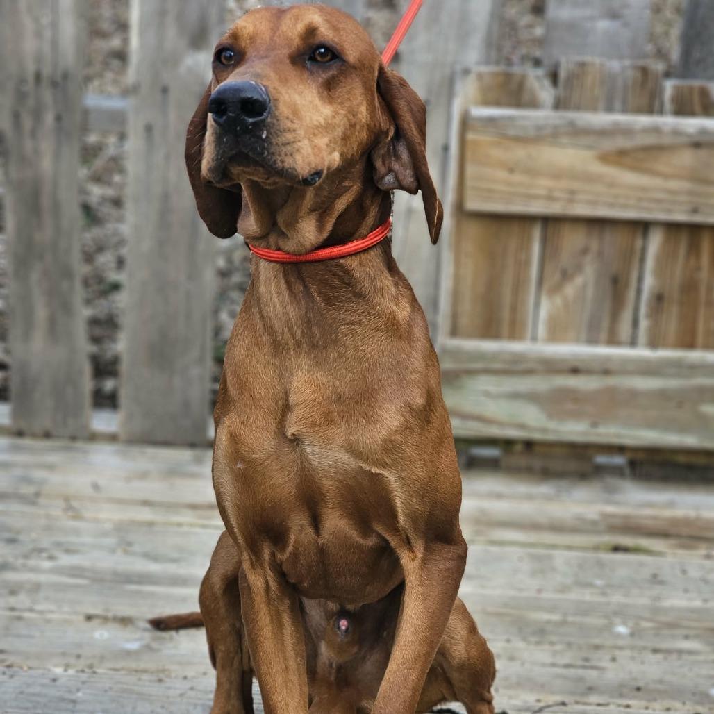 Enlarge Remington, a Adoptable Redbone Coonhound in Pulaski, TN image 3/3