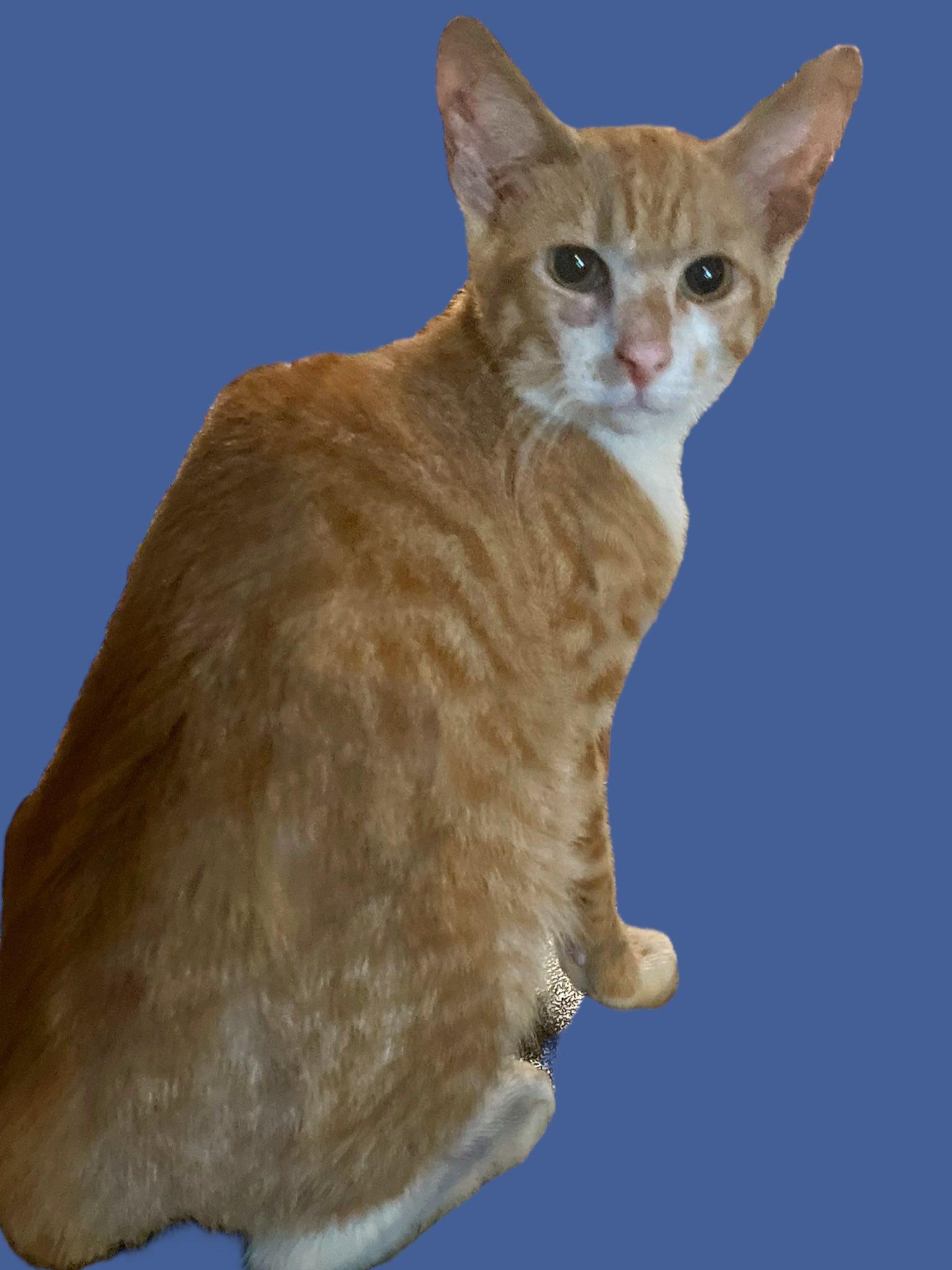 Orange Tabby & White Male Kitten - 4 Months Old