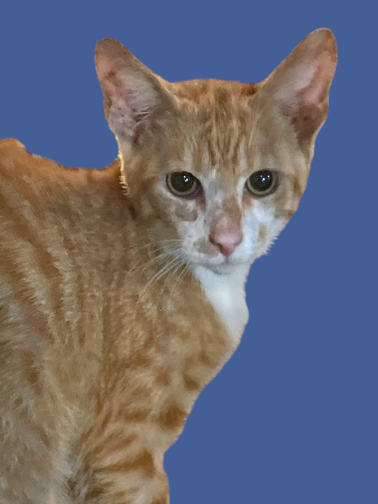 Enlarge Beuford (cat social, people curious), a Adoptable Domestic Short Hair in Stratford, CT image 1/2
