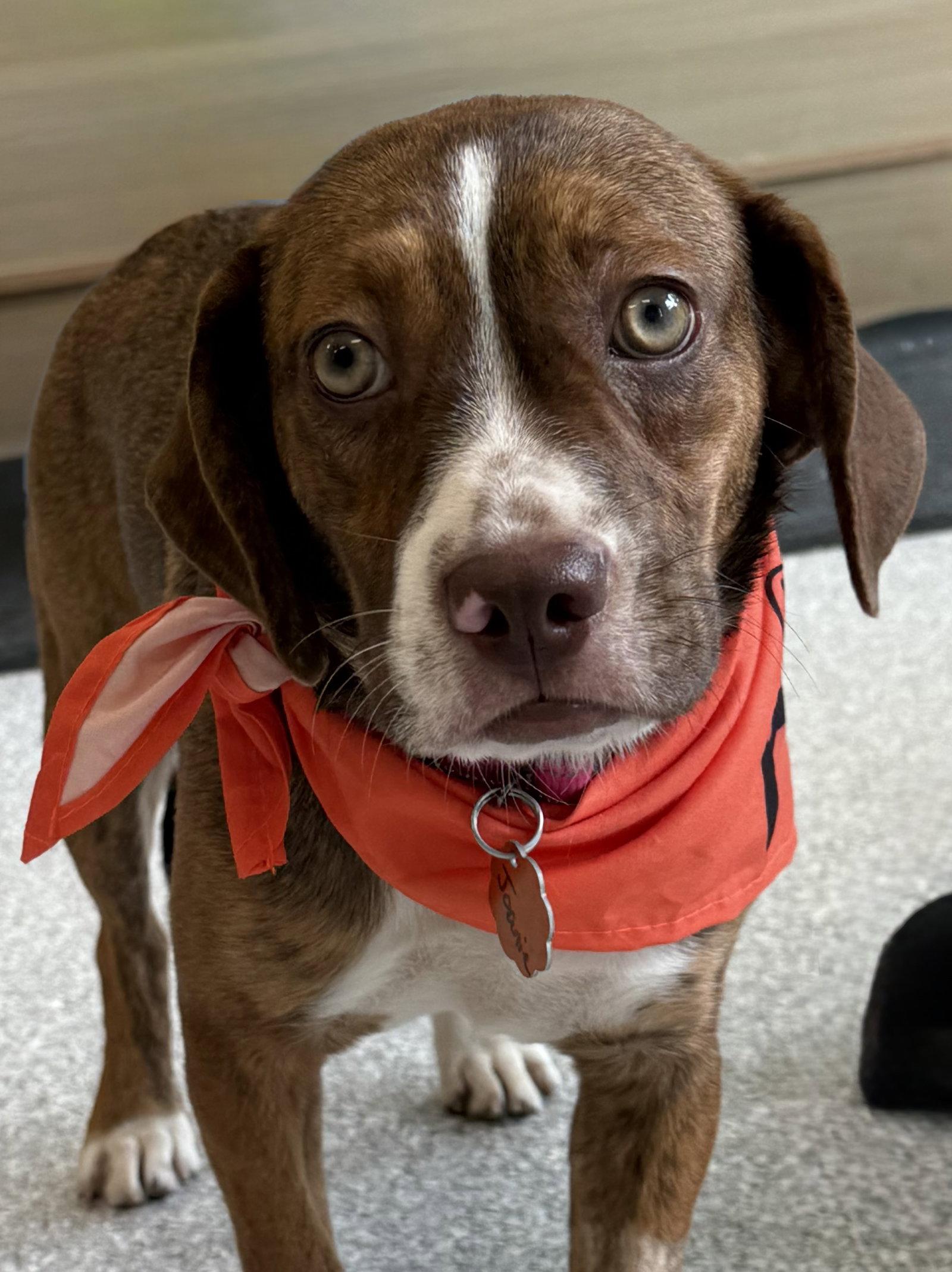 Enlarge Joanie June Bug, a Adoptable mixed breed in Omaha, NE image 1/3