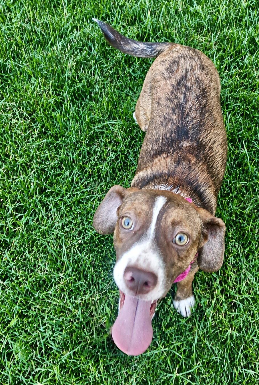 Enlarge Joanie June Bug, a Adoptable mixed breed in Omaha, NE image 2/3