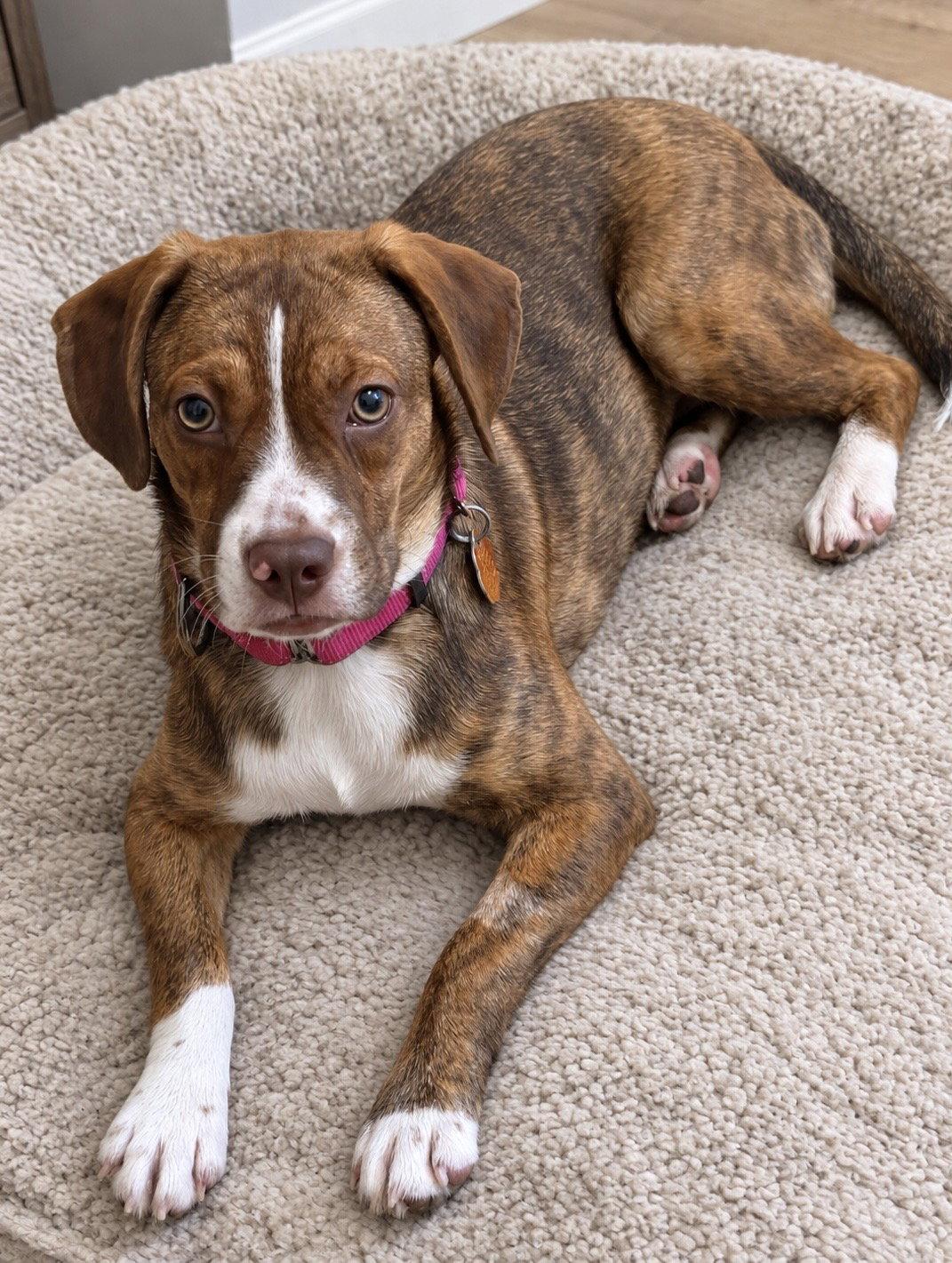 Enlarge Joanie June Bug, a Adoptable mixed breed in Omaha, NE image 3/3