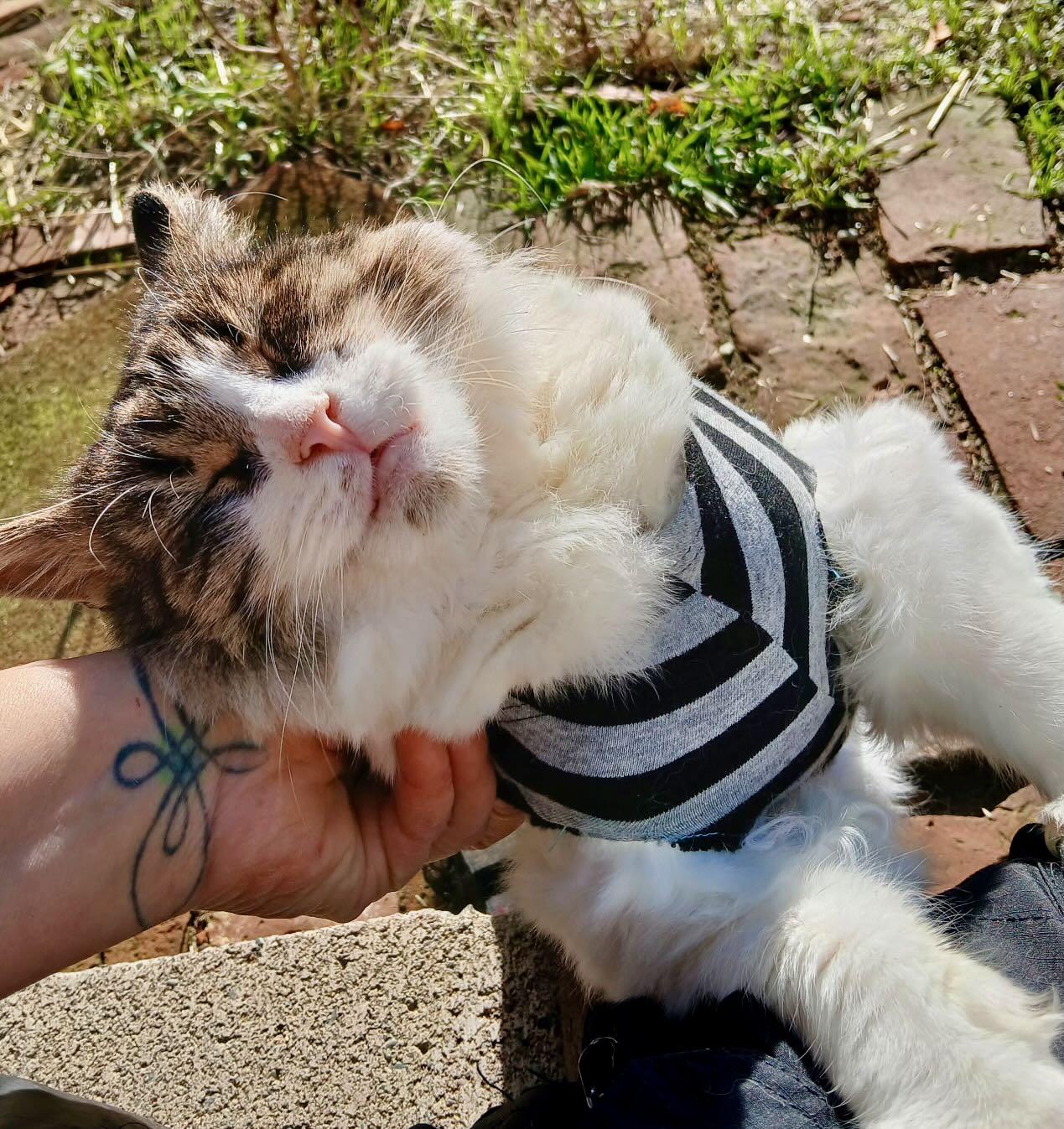 Mimi, a Adoptable mixed breed in Portland, OR image 3/4