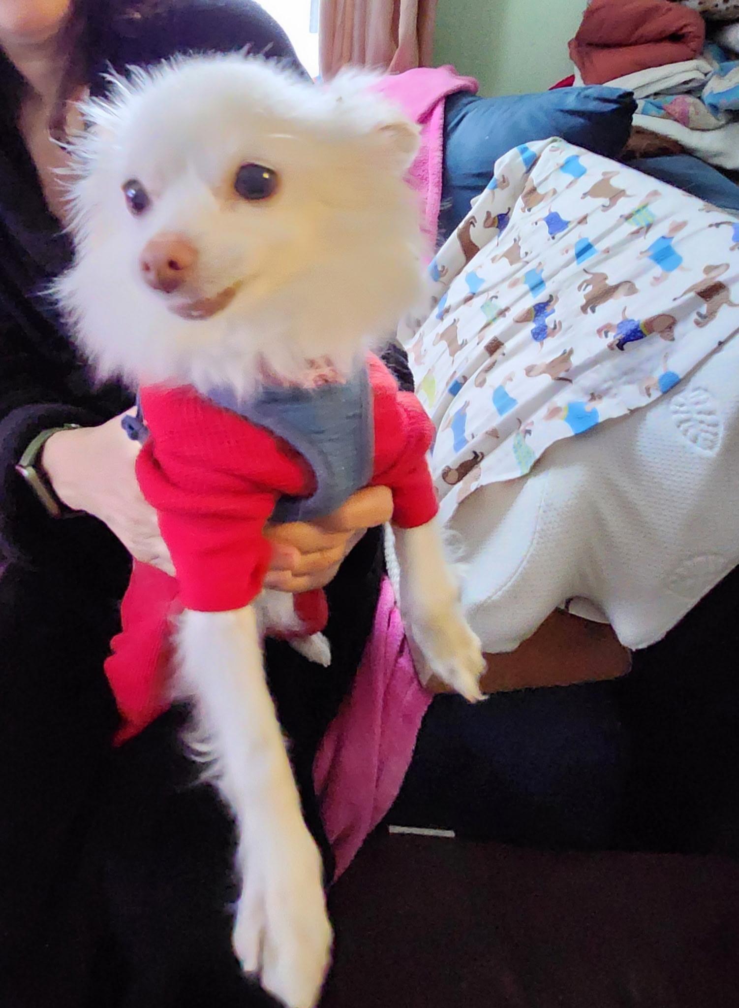 Blondie, Senior Female Chihuahua