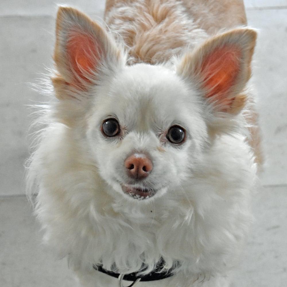 Blondie photo 2