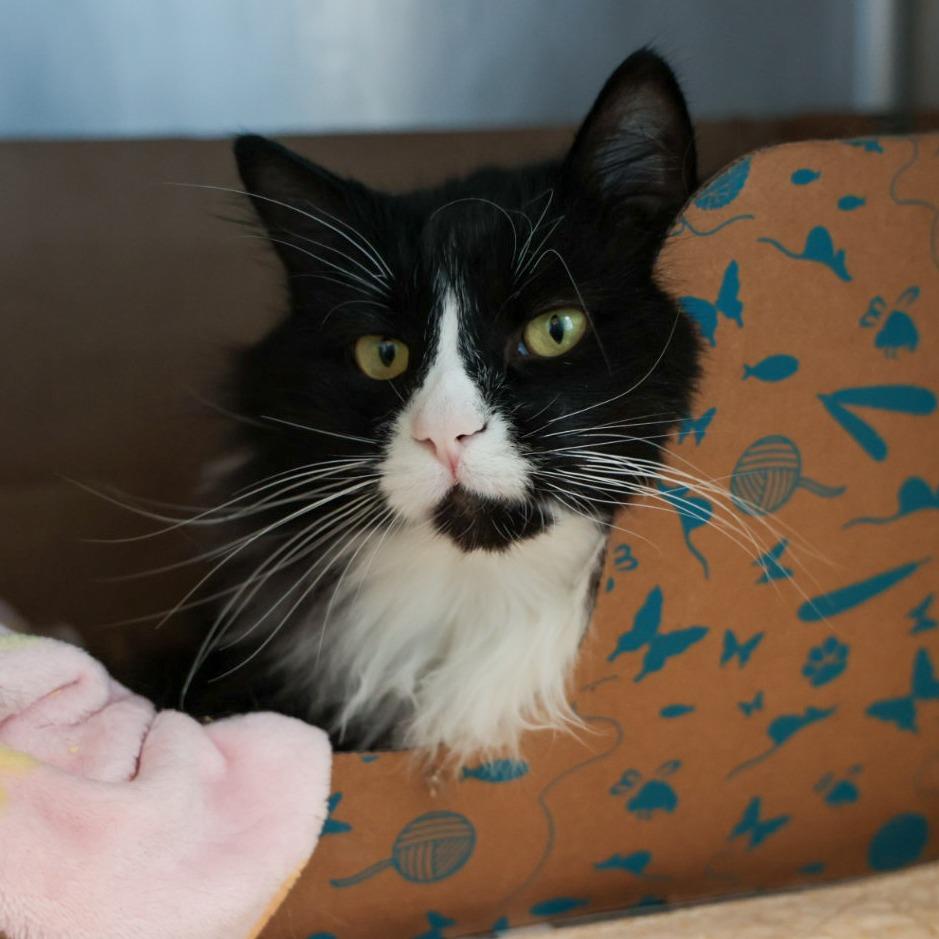 Enlarge Moonshine, a Adoptable Domestic Long Hair in Santa Barbara, CA image 1/1