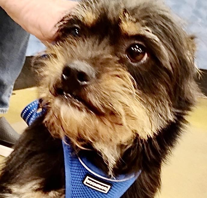 Enlarge Mr. Pickles - Spunky Cairn Terrier Mix, a Adoptable mixed breed in Tulsa, OK image 1/3