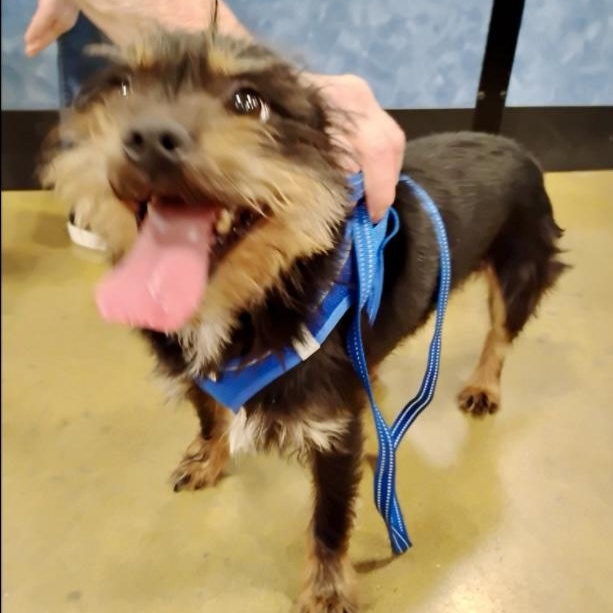 Enlarge Mr. Pickles - Spunky Cairn Terrier Mix, a Adoptable mixed breed in Tulsa, OK image 3/3