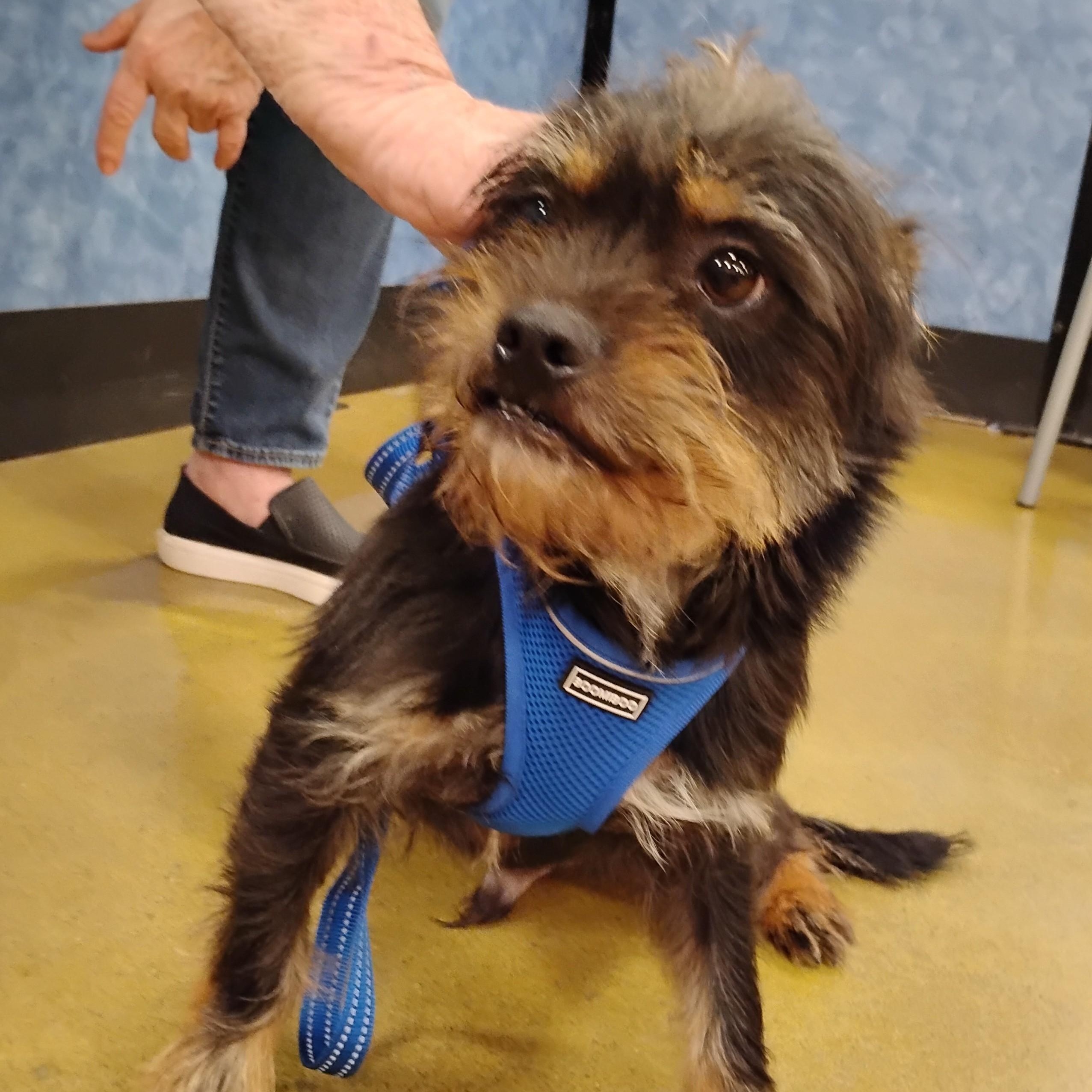 Enlarge Mr. Pickles - Spunky Cairn Terrier Mix, a Adoptable mixed breed in Tulsa, OK image 2/3