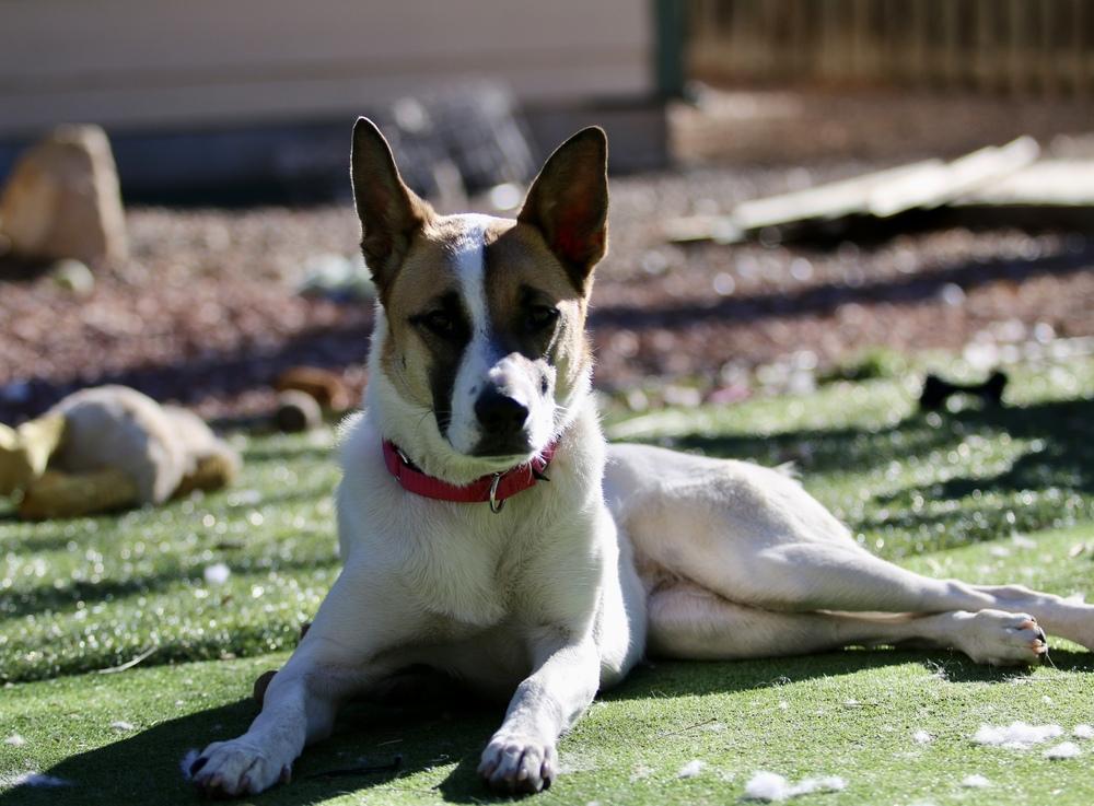 Sadie5, Adoptable, Adult Female Australian Cattle Dog / Blue Heeler.