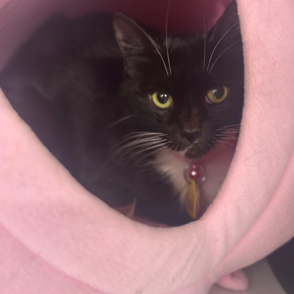 D47111 Hydrogen, Adoptable, Adult Female Domestic Short Hair.