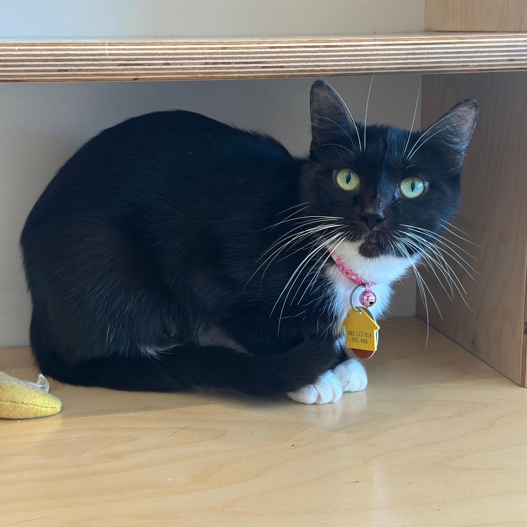 Enlarge D47111 Hydrogen, a Adoptable Domestic Short Hair in Port Washington, NY image 2/3