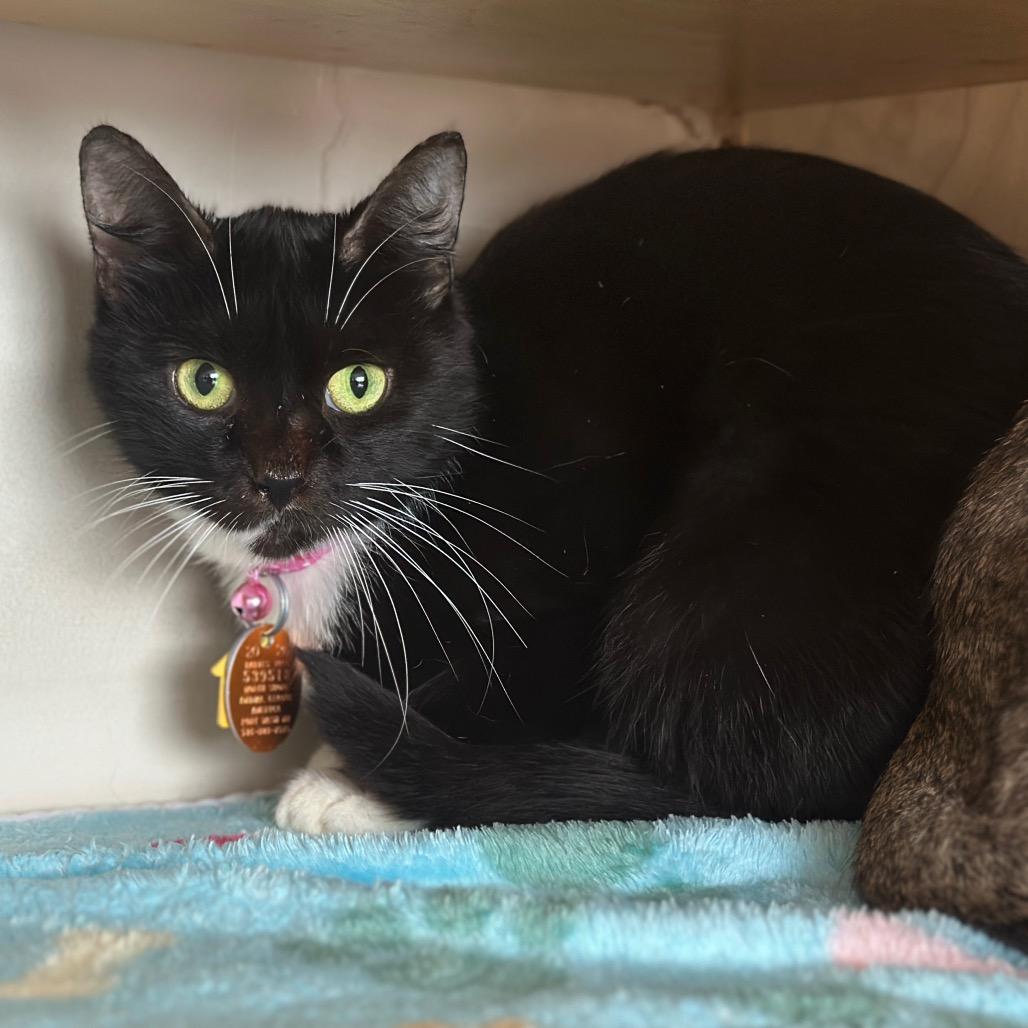 Enlarge D47111 Hydrogen, a Adoptable Domestic Short Hair in Port Washington, NY image 3/3