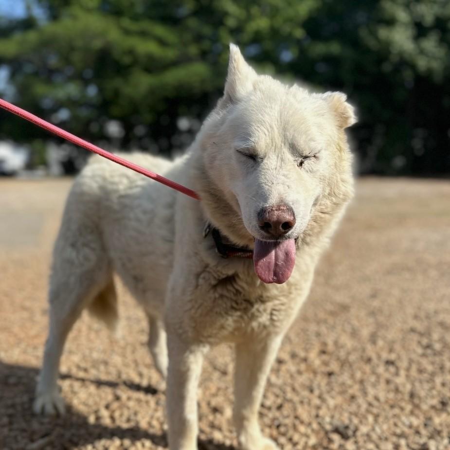 Enlarge Salt Water, a Adoptable mixed breed in Punta Gorda, FL image 5/6