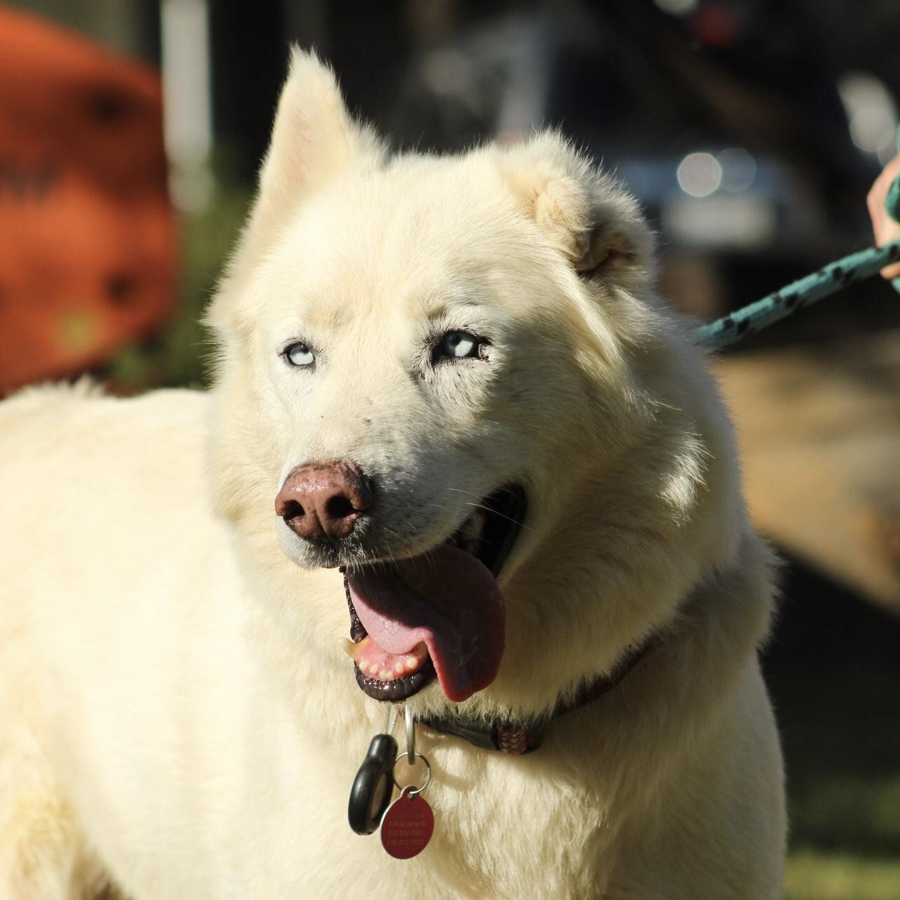 Enlarge Salt Water, a Adoptable mixed breed in Punta Gorda, FL image 3/6